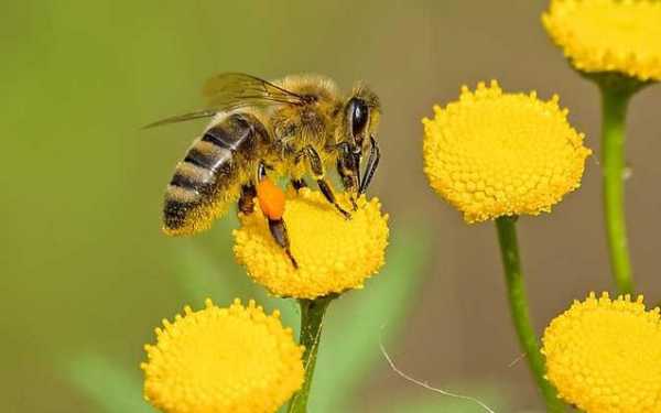 蜜蜂除了蜂蜜还喜欢吃什么？蜜蜂喜欢什么植物图片