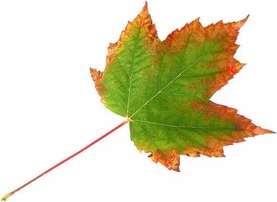 秋天有哪些植物的叶子还是绿色的？红绿叶的植物图片