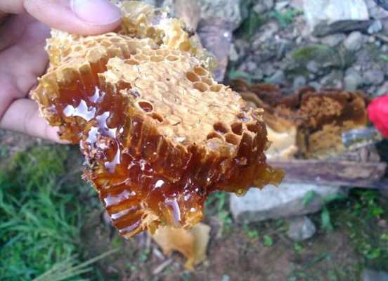 雪蜂蜜和土蜂蜜的区别？小兴安岭蜜源植物