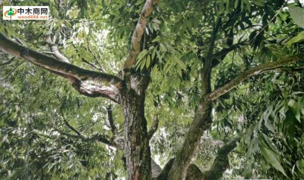世界上最古老的铁梨木树？孟加拉的植物图片