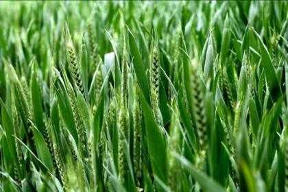 青麦苗是小麦吗？小麦是草本植物吗