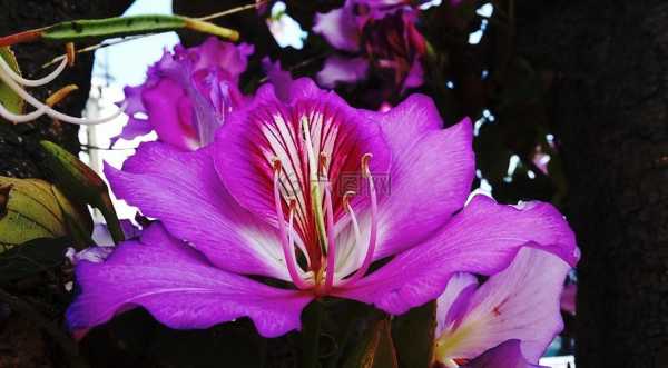 四个花瓣，粉红色，开花时特别香，这是什么花？植物花朵紫色花图片