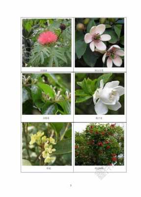 木本花卉主要有几种？常见的木本植物花卉