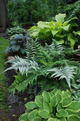 最耐阴耐寒的十大庭院常绿植物？适合放在睡房里的植物-图3
