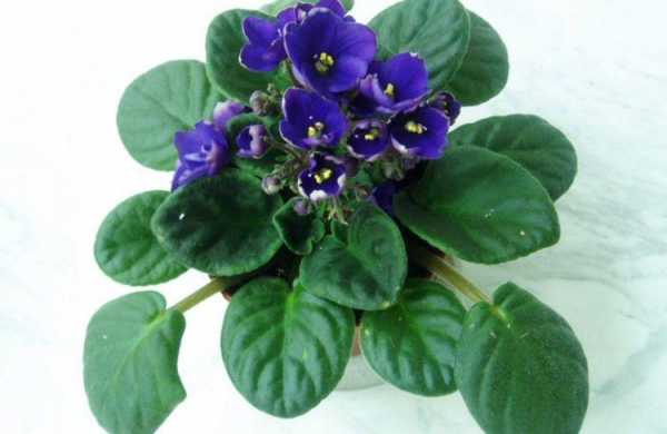 紫罗兰养殖方法和注意事项？紫罗兰是酸性植物吗