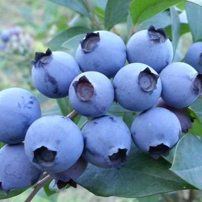 蓝莓，树莓是一种果实吗？蓝莓是什么植物的果实-图3