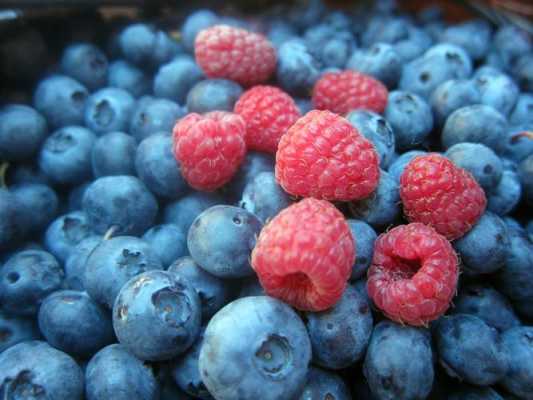 蓝莓，树莓是一种果实吗？蓝莓是什么植物的果实-图1