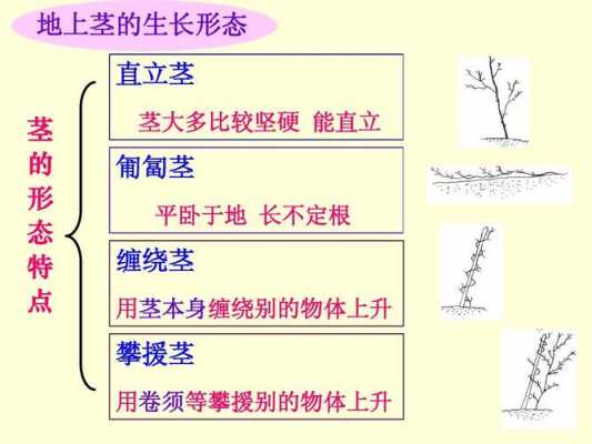 枝条通常有哪些分枝形成？植物的茎有哪些种类-图3