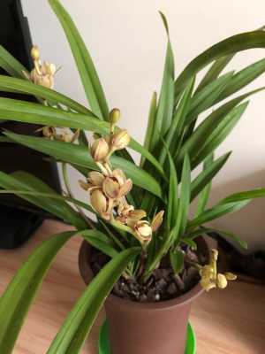 兰花养多久开花（兰花养多久开花一次）