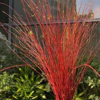 红瑞木怎么水培？红色根的水培植物