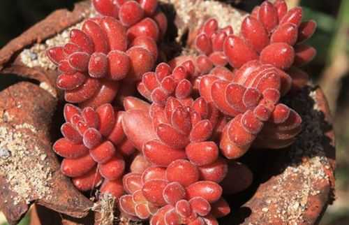 珊瑚珠多肉怎么养珊瑚珠的养殖方法？多肉珊瑚植物养殖方法