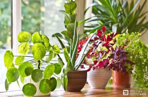植物在室内也可以进行光合作用吗？什么植物适合室内好养