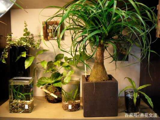 植物在室内也可以进行光合作用吗？什么植物适合室内好养-图2