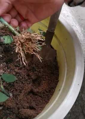 生根粉水可以浇花吗？植物生根的浇水原则-图3