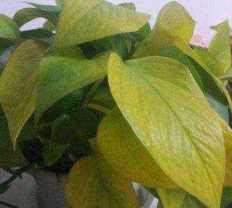植物叶子黄边怎么回事？家里植物叶子边变黄