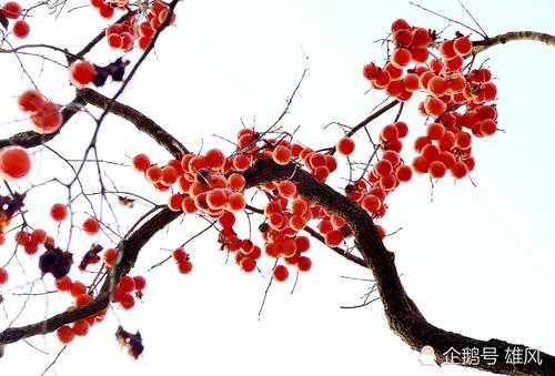 描写冬天柿子挂满枝头的诗词？冬天开红色花的植物
