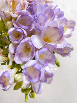 紫色雪兰花（淡紫色香雪兰）