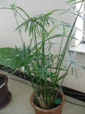 什么植物跟竹子一样长得快？竹子和哪个植物比较相似
