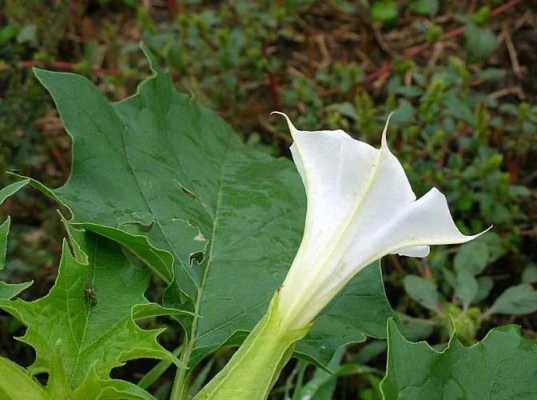 哪些白色的花是有毒的？百科世界有毒植物