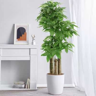 适合放在家里的大型植物？室内好养的植物大型