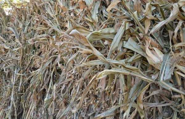小麦秸秆可以种什么菌？发酵植物秸秆的生物菌