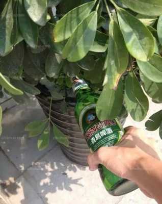 啤酒浇花适合哪些农物？啤酒可以浇现叶植物