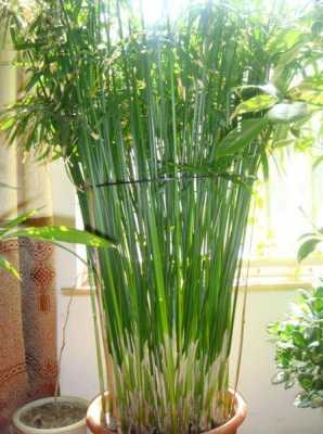 水养竹子能晒太阳吗？竹子植物能晒太阳吗