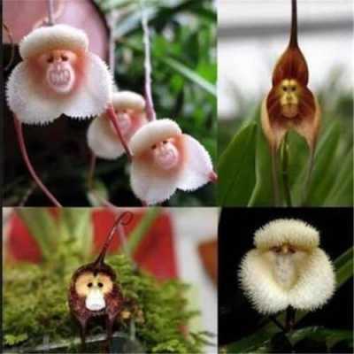 猴面兰花种繁殖法（猴面兰种子多久能发芽）-图3