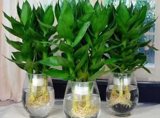 水培驱蚊竹的养殖方法和注意事项？水培植物如何避免黄叶