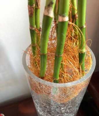 如何让富贵竹快速生根，超简单？富贵竹植物快速生根