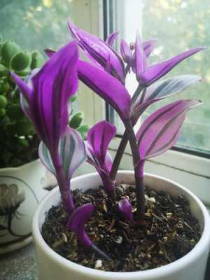 紫色吊兰花（紫色吊兰花图片大全大图片欣赏）
