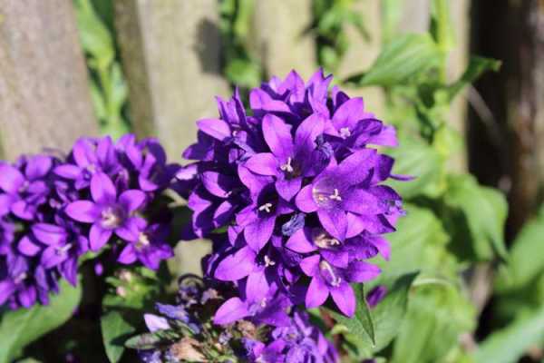 紫色紫罗兰花语图片（紫罗兰色的花有哪些）-图2