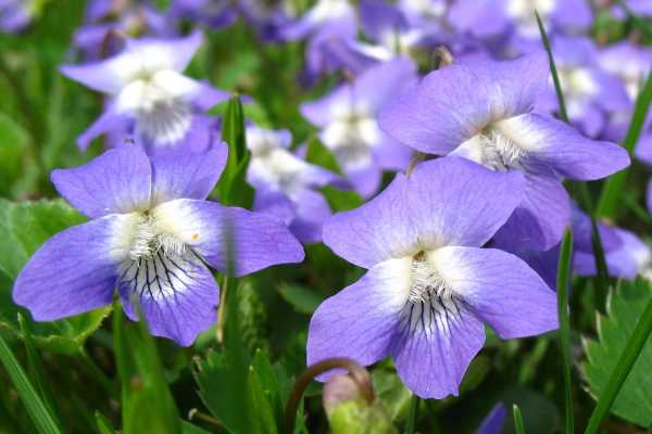 紫色紫罗兰花语图片（紫罗兰色的花有哪些）-图1