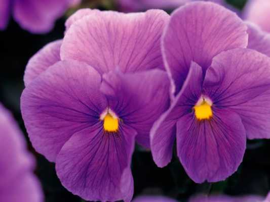 紫色紫罗兰花语图片（紫罗兰色的花有哪些）-图3