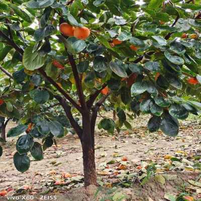柿子树如果有4米高一年有好的产量吗？柿子可以做植物肥料吗