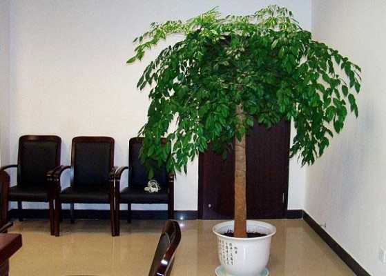 怎么判断幸福树还活？植物幸福树图片大全