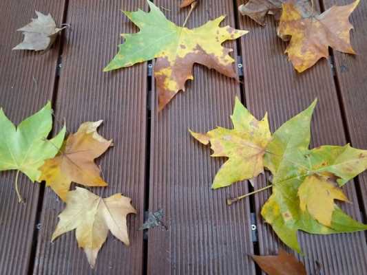 秋天除了梧桐叶和杏树叶还有什么叶子它的特点是什么？秋季代表性的植物