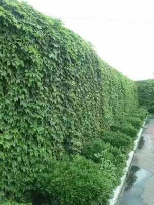 围墙外面适合种什么植物？种在围墙边的植物