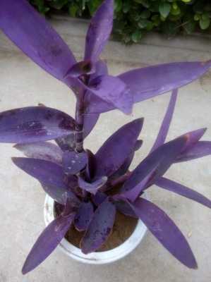紫竹梅的水培方法是什么？常见植物名称叫紫竹梅