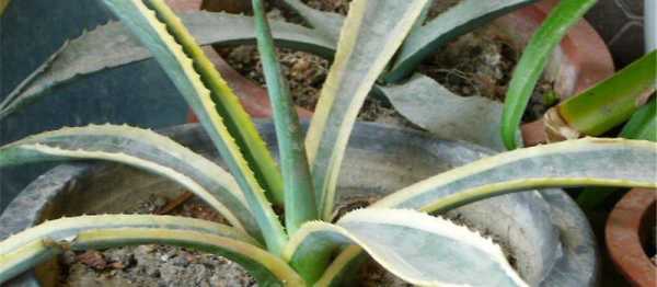 龙舌兰植物最贵的品种排名？金边翡翠植物百科