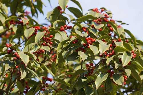 两个叶子四个小红果是什么树？上海地区花期蜜源植物