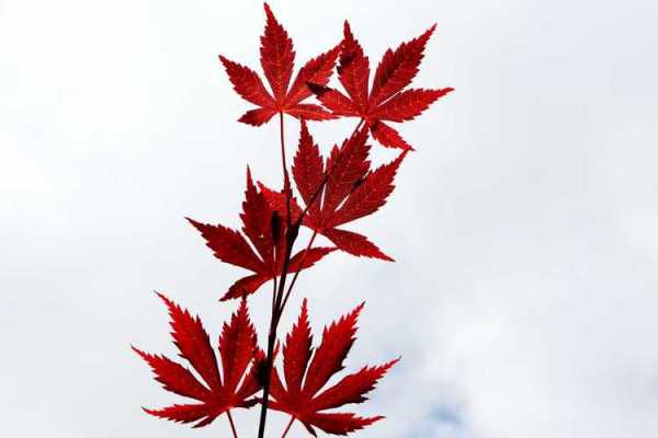 枫叶冬天会落叶么？冬季红色叶植物图片-图3