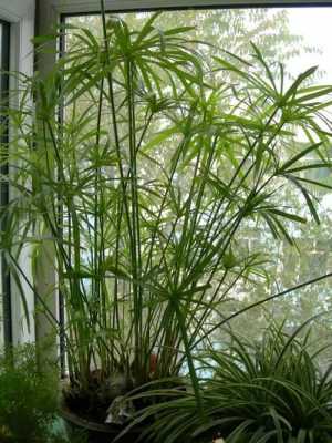 像竹子一样无私奉献的植物？还有什么叫竹子的植物-图1