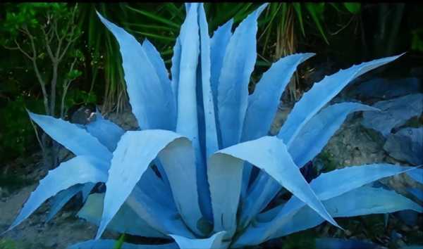 梅兹卡尔与龙舌兰的区别？蓝色龙舌兰图片 植物图片