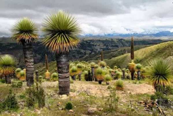 植物种类最多的洲？南美洲植物图片