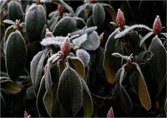 冬天不怕冻的室外植物？冬季不会被冻死的植物