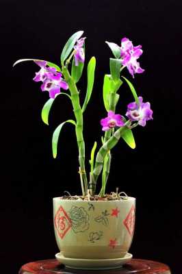 兰花肥可以用于石斛吗（用兰花植料种石斛兰可以吗）