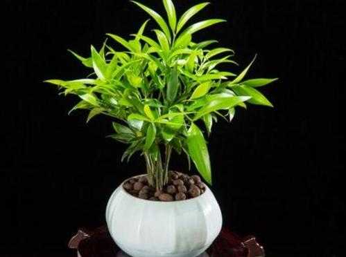 室内养什么竹子最耐阴？耐阴的竹类植物-图2