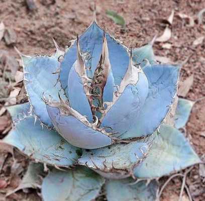 十大名贵龙舌兰品种？蓝色的龙舌兰植物图片