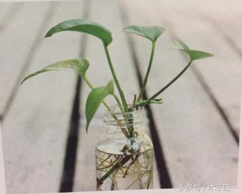 绿萝水培扦插怎么剪？水培植物如何修剪根系-图3